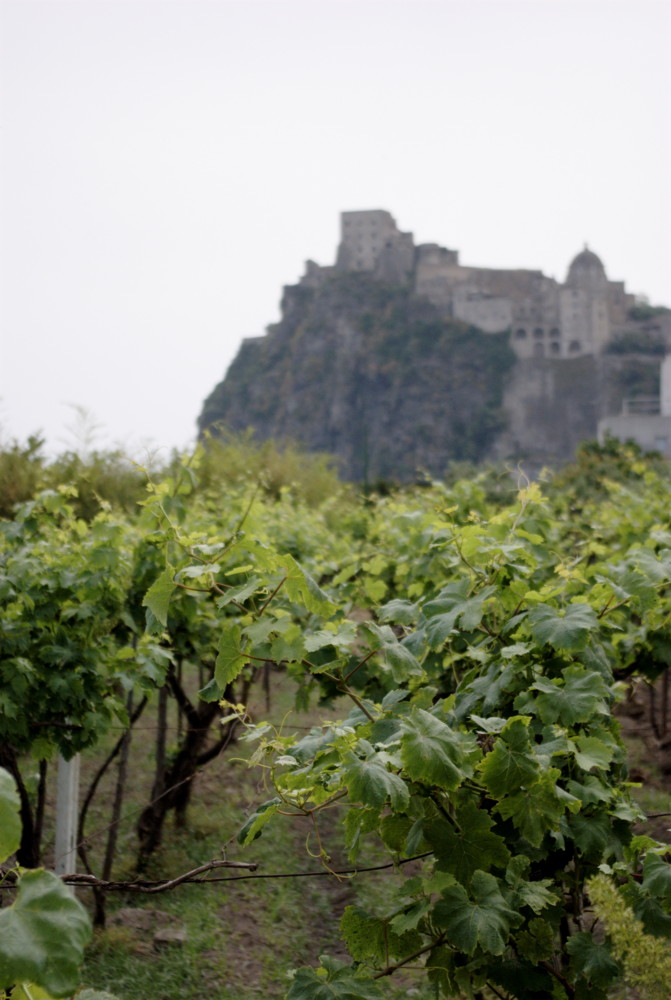 Vigneti d'Ischia